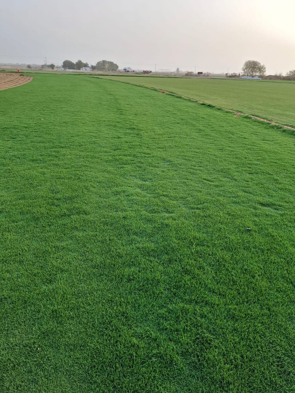 الثيل الطبيعي